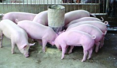 Kỹ thuật nuôi lợn bằng thuốc bắc phương pháp chăn nuôi hiệu quả