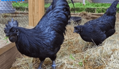 Nuôi gà đen nâng cao hiệu quả kinh tế cho bà con nông dân