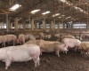 Bệnh viêm ruột dạ dày ở lợn gây ra tình trạng như thế nào?