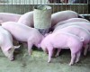 Kỹ thuật nuôi lợn bằng thuốc bắc phương pháp chăn nuôi hiệu quả