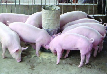 Công thức ủ chua thức ăn cho lợn để vật nuôi lớn nhanh khỏe mạnh