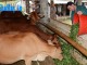 Bệnh viêm tử cung của bò sinh sản và cách phòng tránh