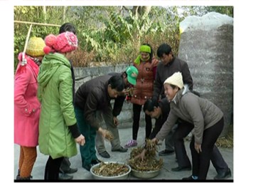 Phương pháp chế biến thức ăn chăn nuôi từ cây ngô