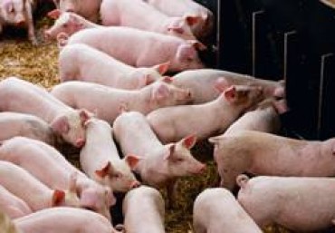 Kỹ thuật chăn nuôi lợn thịt