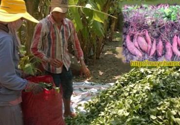 Kỹ thuật ủ chua rau – củ khoai lang làm thức ăn chăn nuôi