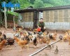 Mô hình chăn nuôi gà Lương Phượng
