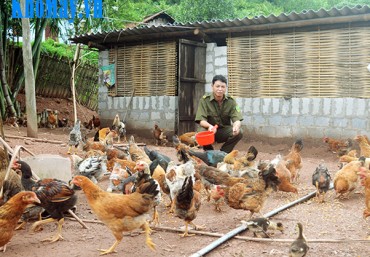 Phát triển kinh tế với mô hình chăn nuôi gà hộ gia đình