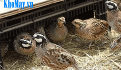 Kỹ thuật nuôi chim cút mái giai đoạn đẻ trứng