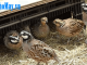Kỹ thuật nuôi chim cút mái giai đoạn đẻ trứng