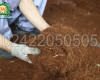 Máy xay xơ dừa có tạo mùn dừa siêu mịn không? Giải đáp chi tiết Máy xay xơ dừa có tạo mùn dừa siêu mịn không? Giải đáp chi tiết
