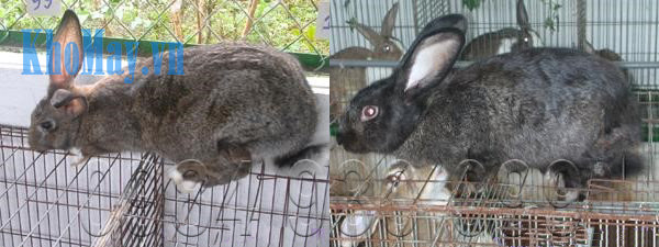 Cách chọn thỏ giống tốt: Thỏ Xám và Thỏ Đen Việt Nam