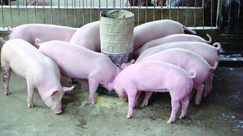 Kết quả hình ảnh cho ủ chưa thức ăn cho lợn