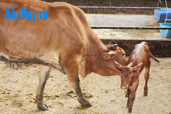 Kỹ thuật nuôi bò sinh sản - chăm sóc bò mẹ và bê con
