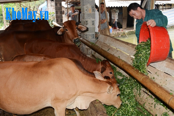 Kỹ thuật nuôi bò sinh sản: thức ăn cho bò