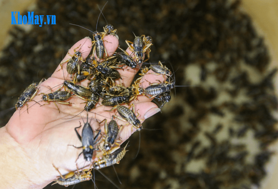 Kỹ thuật nuôi và chăm sóc dế đem lại hiệu quả kinh tế cao