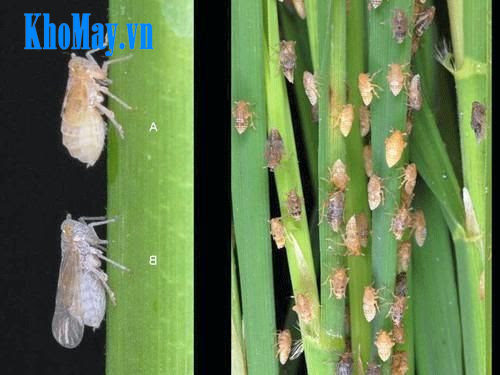 Phòng sâu bệnh phát triển ở lúa khi mưa nhiều Phòng sâu bệnh phát triển ở lúa khi mưa nhiều