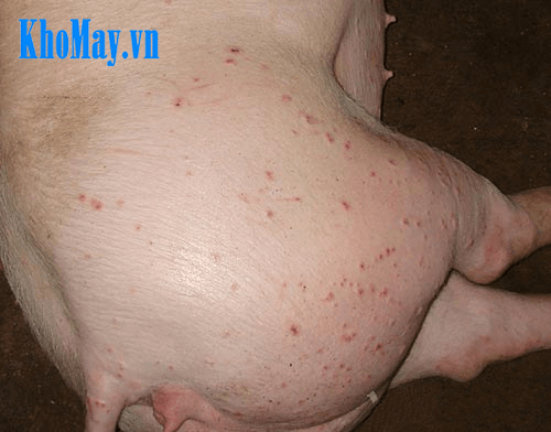 Bệnh circo virus trên lợn và phương pháp phòng trị