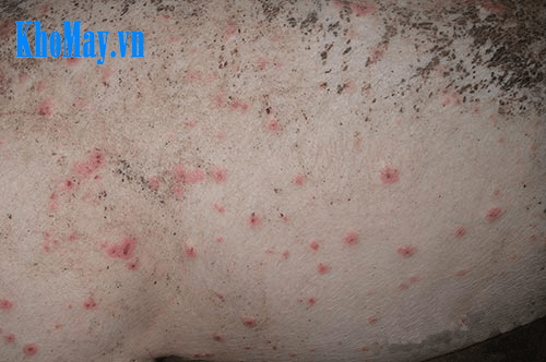 Bệnh circo virus trên lợn và phương pháp phòng trị