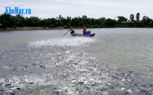 Kỹ thuật nuôi trồng thủy sản trong ao hồ nhỏ