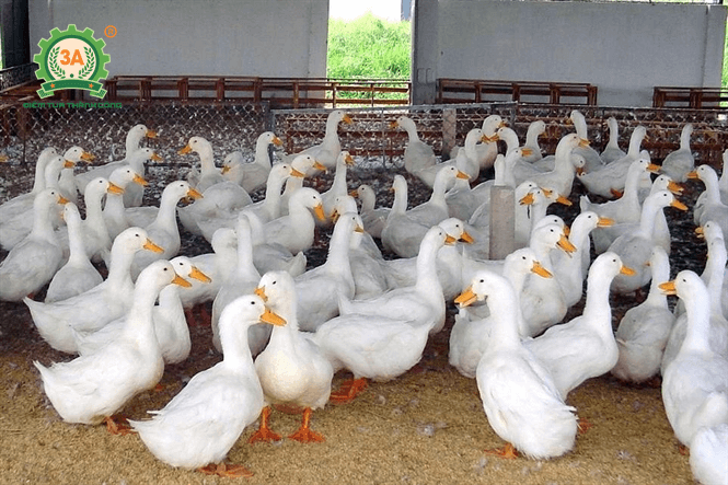 Kỹ thuật nuôi vịt siêu nạc Grimaud trên cạn mang lại hiệu quả Kỹ thuật nuôi vịt siêu nạc Grimaud trên cạn mang lại hiệu quả