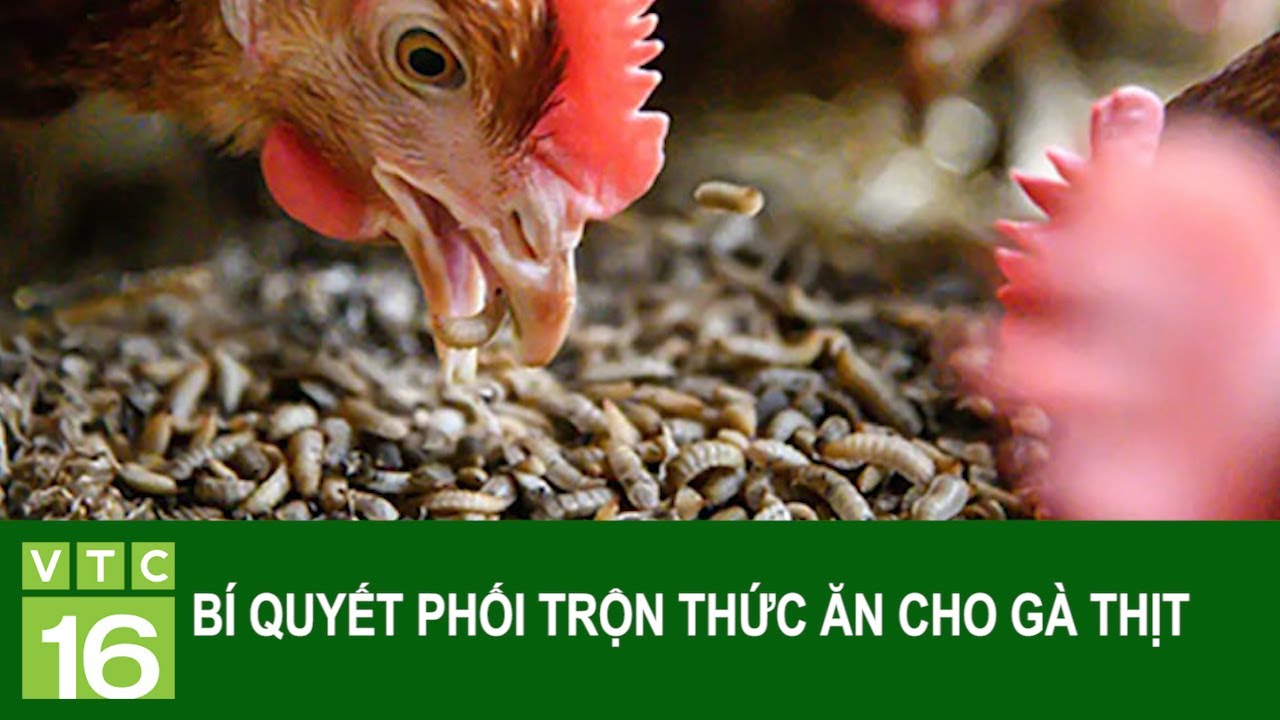 Phối trộn thức ăn cho gà thịt