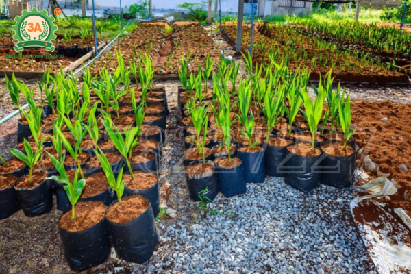 Máy nghiền xơ dừa