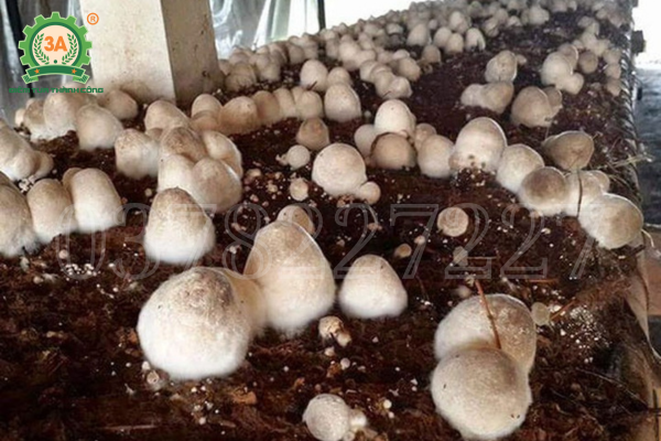 Máy nghiền xơ dừa