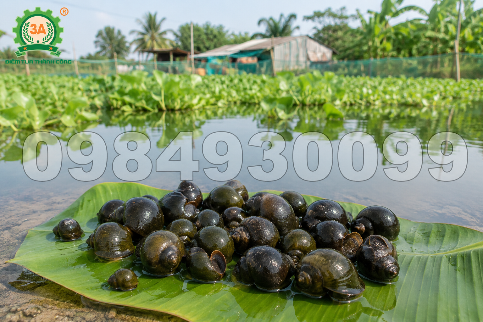 Nuôi Ốc Bươu Đen