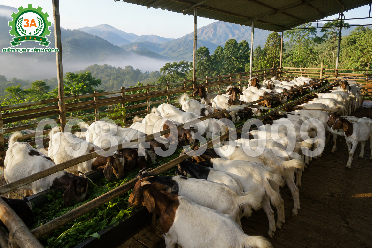 chăn nuôi dê Ba Vì