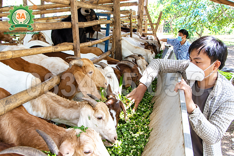máy băm cỏ cho dê Ninh Bình