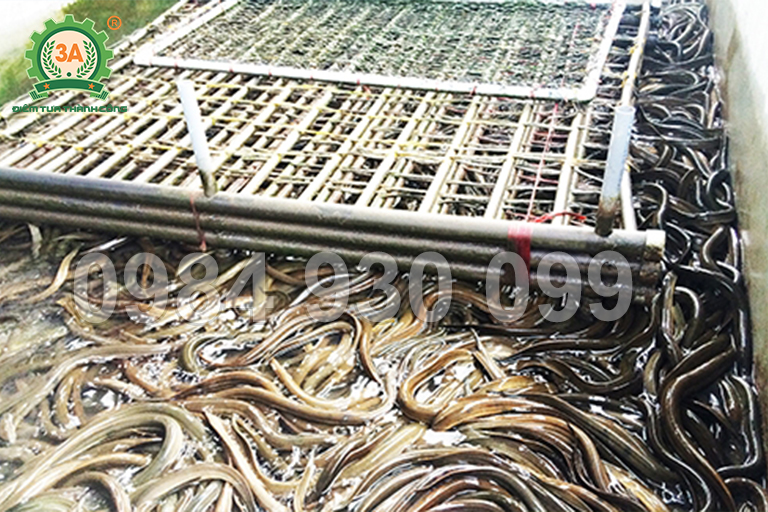 thức ăn nuôi lươn