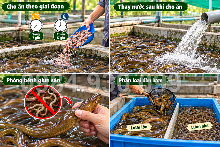 thức ăn nuôi lươn