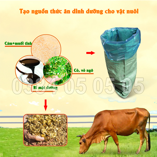 cỏ băm trại bò gia lai