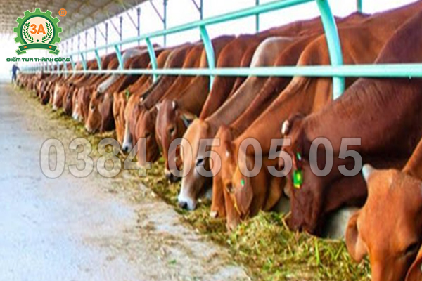 Cỏ Băm Trại Bò Gia Lai